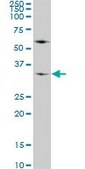 Monoclonal Anti-WDR5 antibody produced in mouse clone 2C2, purified immunoglobulin, buffered aqueous solution