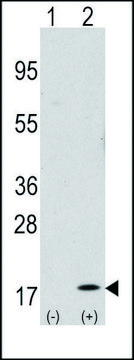 ANTI-GABARAP (N-TERM) antibody produced in rabbit IgG fraction of antiserum, buffered aqueous solution