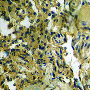 Anti-phospho-14-3-3 &#950;/&#948; (pThr232) antibody produced in rabbit affinity isolated antibody
