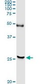 Anti-DTYMK antibody produced in rabbit purified immunoglobulin, buffered aqueous solution