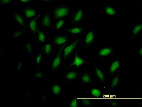Anti-MX2 antibody produced in mouse IgG fraction of antiserum, buffered aqueous solution