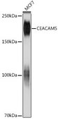 Anti-CEACAM5 antibody produced in mouse