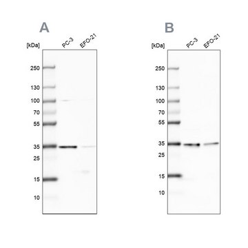 Anti-DNAJC9 antibody produced in rabbit Prestige Antibodies&#174; Powered by Atlas Antibodies, affinity isolated antibody, buffered aqueous glycerol solution