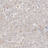 Anti-HTT antibody produced in rabbit Prestige Antibodies&#174; Powered by Atlas Antibodies, affinity isolated antibody, buffered aqueous glycerol solution