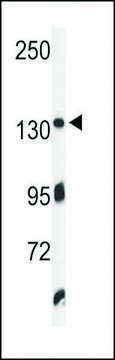 ANTI-ZO1(C-TERMINAL) antibody produced in rabbit purified immunoglobulin, buffered aqueous solution