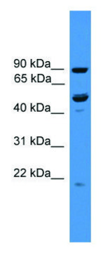 Anti-C3orf59 (C-terminal) antibody produced in rabbit affinity isolated antibody