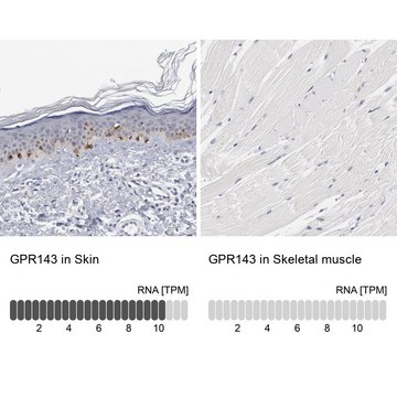 Anti-GPR143 antibody produced in rabbit Prestige Antibodies&#174; Powered by Atlas Antibodies, affinity isolated antibody, buffered aqueous glycerol solution