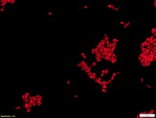 Yeast FISH probe-Cy3 Probe for fluorescence in situ hybridization (FISH), 20&#181;M in water