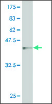 Monoclonal Anti-HEMK2 antibody produced in mouse clone 1C4, purified immunoglobulin, buffered aqueous solution
