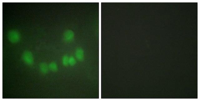 Anti-CDC2 antibody produced in rabbit affinity isolated antibody