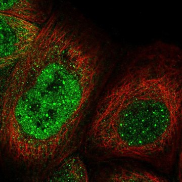 Anti-KNL1 antibody produced in rabbit Prestige Antibodies&#174; Powered by Atlas Antibodies, affinity isolated antibody