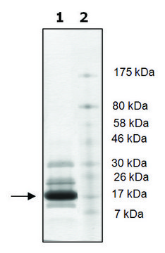 Histone H2b full length human recombinant, expressed in E. coli, &#8805;65% (SDS-PAGE)