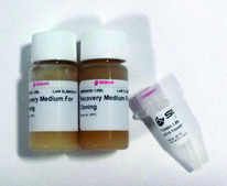 CONTROLLER SIG10 Chemically Competent Cells for controlled protein expression