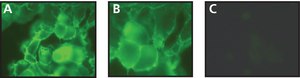 Anti-Phosphotyrosine antibody produced in rabbit 0.5&#160;mg/mL, affinity isolated antibody, buffered aqueous solution