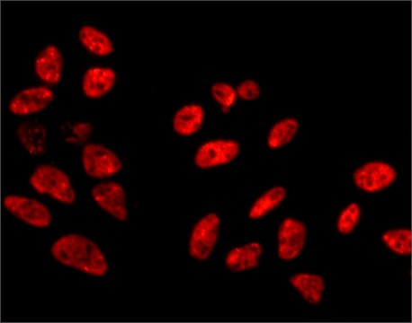 Anti-SFPQ antibody, Mouse monoclonal clone FC23, purified from hybridoma cell culture