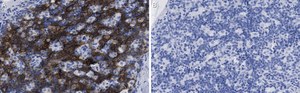 Anti-CD8&#946; Antibody, clone 1H21 ZooMAb&#174; Rabbit Monoclonal recombinant, expressed in HEK 293 cells