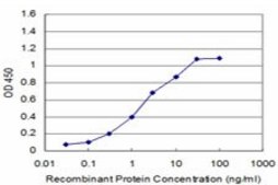 ANTI-MAP4K4 antibody produced in mouse clone 3D9, purified immunoglobulin, buffered aqueous solution