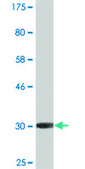 Monoclonal Anti-AVPR1A antibody produced in mouse clone 7B8, ascites fluid