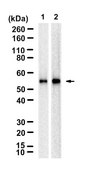 Anti-CD86 Antibody, clone 2H2 ZooMAb&#174; Rabbit Monoclonal recombinant, expressed in HEK 293 cells
