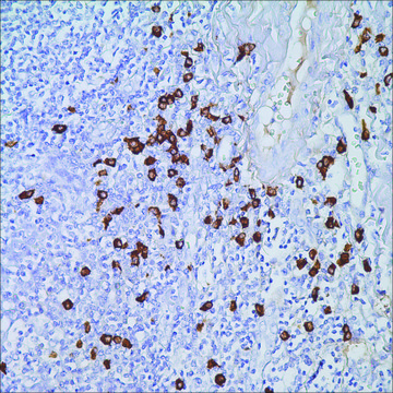 IgG4 (MRQ-44) Mouse Monoclonal Antibody