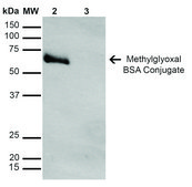 Monoclonal Anti-Methylglyoxal-PerCP antibody produced in mouse clone 9F11