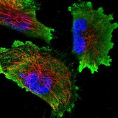 Anti-EEF1AKMT1 antibody produced in rabbit Prestige Antibodies&#174; Powered by Atlas Antibodies, affinity isolated antibody, buffered aqueous glycerol solution
