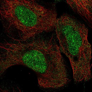 Anti-KMT5A antibody produced in rabbit Prestige Antibodies&#174; Powered by Atlas Antibodies, affinity isolated antibody