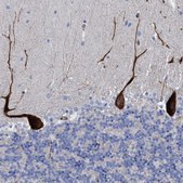 Anti-HS3ST5 antibody produced in rabbit Prestige Antibodies&#174; Powered by Atlas Antibodies, affinity isolated antibody, buffered aqueous glycerol solution