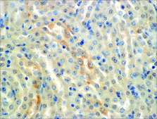Monoclonal Anti-ENaC alpha-Atto 390 antibody produced in mouse clone 2G4