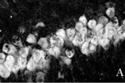 Anti-NeuN Antibody, clone A60 clone A60, Chemicon&#174;, from mouse