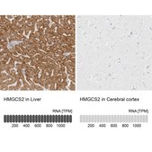 Anti-HMGCS2 antibody produced in rabbit Prestige Antibodies&#174; Powered by Atlas Antibodies, affinity isolated antibody, buffered aqueous glycerol solution