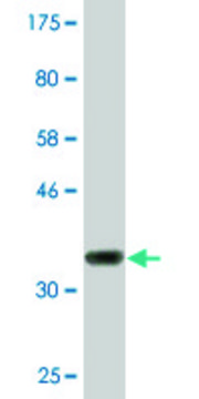 Monoclonal Anti-CIDEC antibody produced in mouse clone 2E2, purified immunoglobulin, buffered aqueous solution