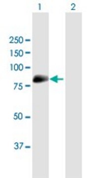 Anti-MAN1C1 antibody produced in mouse purified immunoglobulin, buffered aqueous solution