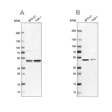 Anti-PSMC2 antibody produced in rabbit Prestige Antibodies&#174; Powered by Atlas Antibodies, affinity isolated antibody, buffered aqueous glycerol solution