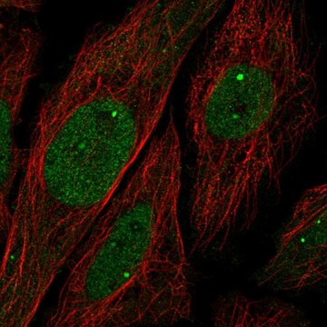 Anti-UBN1 antibody produced in rabbit Prestige Antibodies&#174; Powered by Atlas Antibodies, affinity isolated antibody