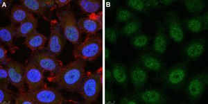 Anti-Twist1 Antibody, clone 4L15 ZooMAb&#174; Rabbit Monoclonal recombinant, expressed in HEK 293 cells