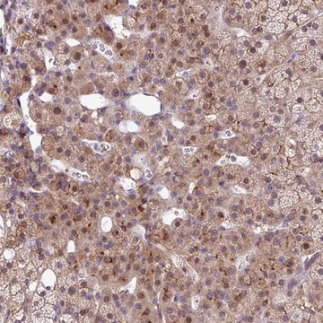 Anti-RPP25L antibody produced in rabbit Prestige Antibodies&#174; Powered by Atlas Antibodies, affinity isolated antibody, buffered aqueous glycerol solution