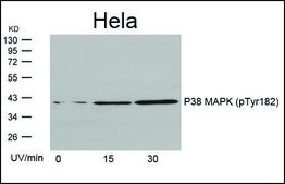 Anti-phospho-MAPK14 (pTyr182) antibody produced in rabbit affinity isolated antibody