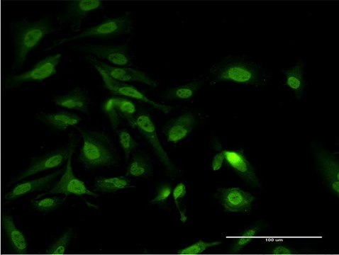 Monoclonal Anti-PAIP1 antibody produced in mouse clone 2D11, purified immunoglobulin, buffered aqueous solution