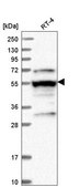 Anti-LRRFIP2 antibody produced in rabbit Prestige Antibodies&#174; Powered by Atlas Antibodies, affinity isolated antibody