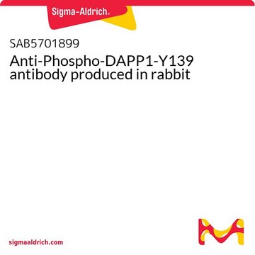 Anti-Phospho-DAPP1-Y139 antibody produced in rabbit