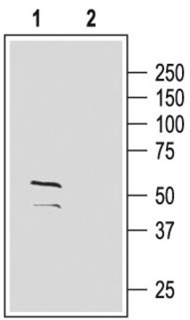 Anti-GABAA Receptor (&#947;2 subunit) (extracellular) antibody produced in rabbit affinity isolated antibody, lyophilized powder