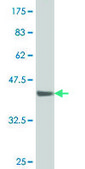 ANTI-SMAD1 antibody produced in mouse clone 4C12, purified immunoglobulin, buffered aqueous solution