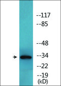 Anti-phospho-CDK5 (pTyr15) antibody produced in rabbit affinity isolated antibody