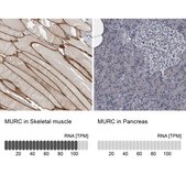 Anti-MURC antibody produced in rabbit Prestige Antibodies&#174; Powered by Atlas Antibodies, affinity isolated antibody, buffered aqueous glycerol solution, Ab2