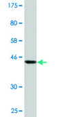Monoclonal Anti-ASRGL1 antibody produced in mouse clone 5C8, ascites fluid