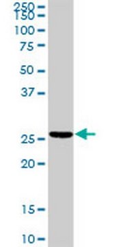 Anti-TNNI2 Rabbit pAb liquid, Calbiochem&#174;