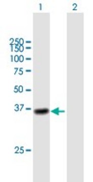 Anti-CTSL1 antibody produced in mouse purified immunoglobulin, buffered aqueous solution