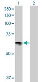 Anti-SLC6A4 antibody produced in rabbit purified immunoglobulin, buffered aqueous solution