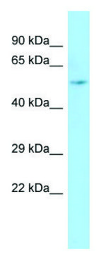 Anti-ARHGAP8 antibody produced in rabbit affinity isolated antibody